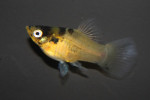 Platy Bumble Bee